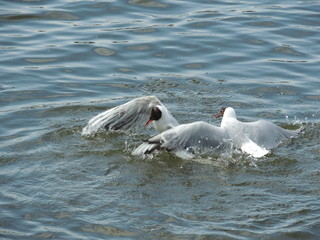 Fototapeta premium Водная битва чаек Москва,Борисовские пруды