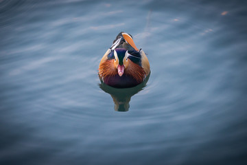 Mandarin duck swimming in the lake of Banyoles