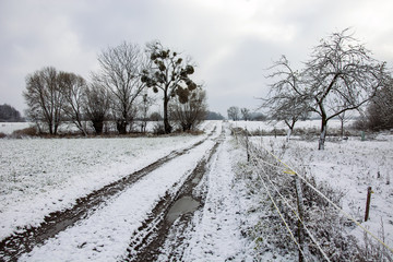 Dirt road and trees