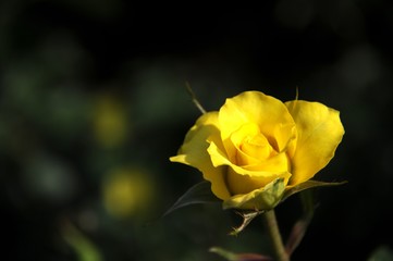 The glow of the yellow roses
