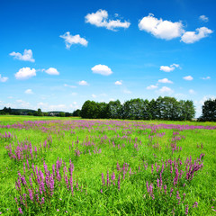 Fototapeta na wymiar Spring rural landscape with purple flowers on meadow in Czech Republic.