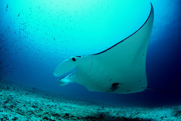 Manta ray diving Underwater Galapagos islands Pacific Ocean