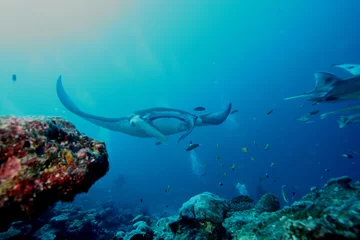 Foto op Canvas Manta ray diving Underwater Galapagos islands Pacific Ocean © Valerijs Novickis