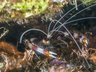 banded cleaner shrimp