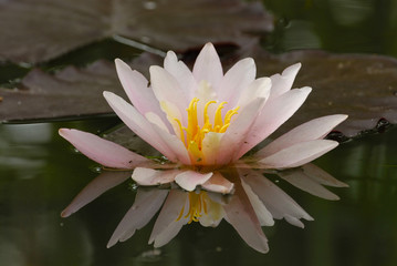  Lacustrine lily