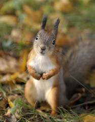 Squirrel  in the autumn park