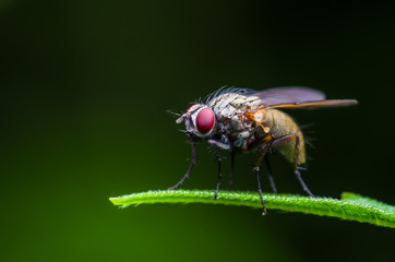 Drosophila Fruit Fly Diptera Insect on Green Grass