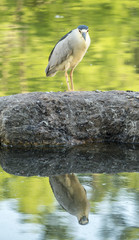  black-crowned night heron,Nycticorax nycticorax