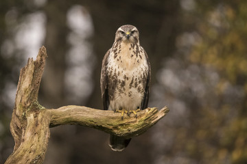 Buzzard