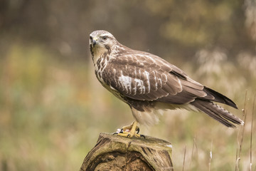 Buzzard