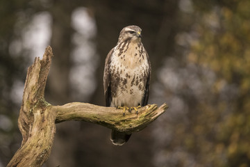 Buzzard