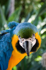 Portrait eines Papagais, Ara 