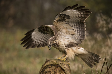 Buzzard