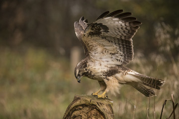 Buzzard