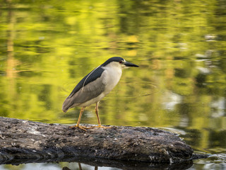 black-crowned night heron,Nycticorax nycticorax