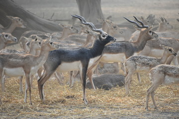 Black Deer