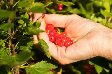 Hand Female Gather Ripe Red Berry Of Currant In Fruit Sunny Garden Close Up. Harvest Currant.