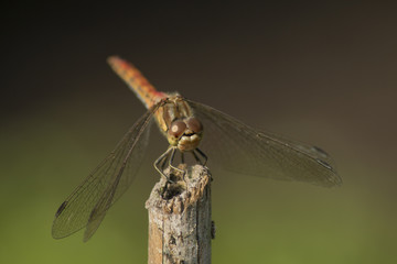 Dragonfly