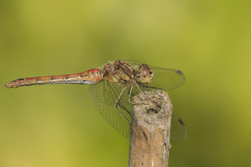Dragonfly