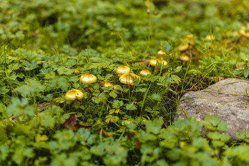 Honey mushrooms cluster in the forest, closeup shot