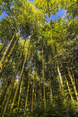 landscape with a forest with tall and green trees