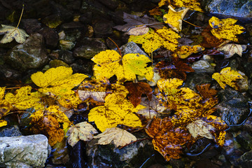Closeup of fallen leaves on the ground in the autumn