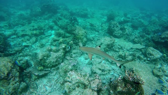 ein kleiner Schwarzspitzen-Riffhai schwimmt in einem Korallenriff auf den Malediven