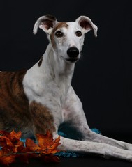 Windhund Portrait im Studio