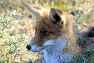 Fox, Red Fox