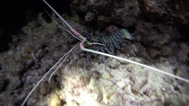 eine vielfarbige Languste beim Nachtschnorcheln in einem Korallenriff