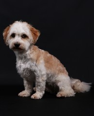 kleiner Havaneser im Studio