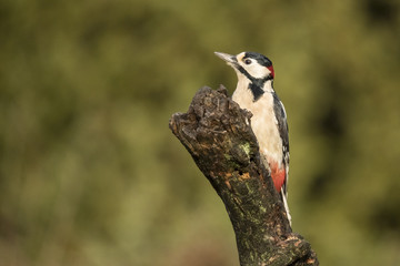 Great Spotted Woodpecker