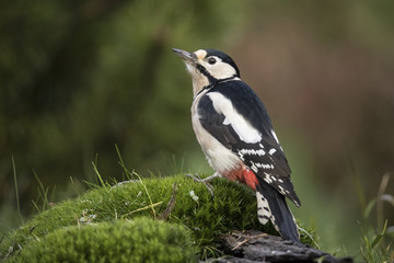 Great Spotted Woodpecker