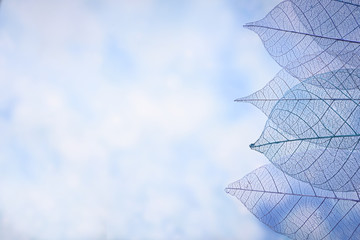 Skeleton leaves on blured background, close up