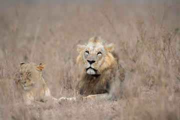 Fototapeta na wymiar Male and female lion