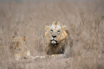 Male and female lion