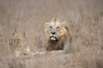 Male and female lion