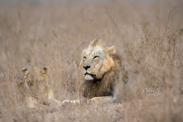Male and female lion