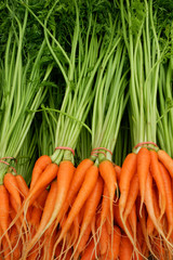 Carrot on nature background. 