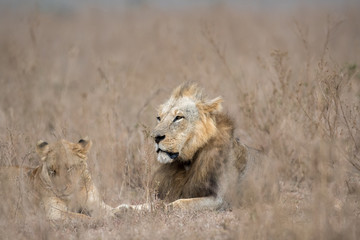 Male and female lion