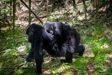 Baby mountain gorilla