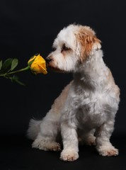 kleiner Hund mit einer farbigen Rose im Studio