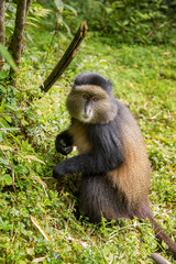 Golden monkey in Volcanoes National Park