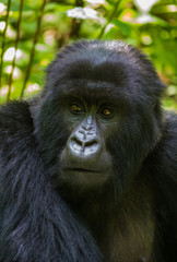 Portrait of mountain gorilla