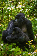 Mountain gorilla and infant