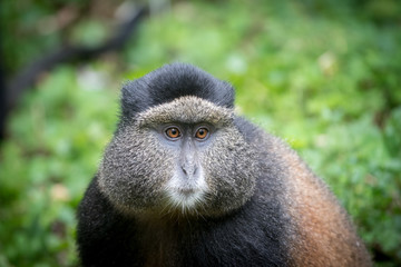 Portrait of golden monkey
