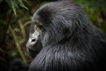 Portrait of mountain gorilla