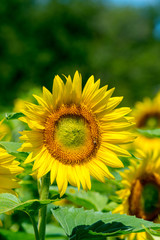 Sunflower and blue sky