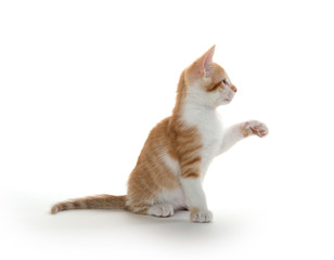 Cute yellow tabby kitten on white