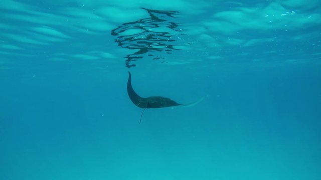 ein sehr gro&szlig;er Manta (Mantarochen) schwimmt im Ozean 